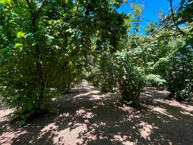 Terreno Agricolo in vendita a Vasanello