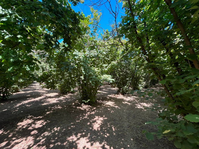 Terreno Agricolo in vendita a Vasanello