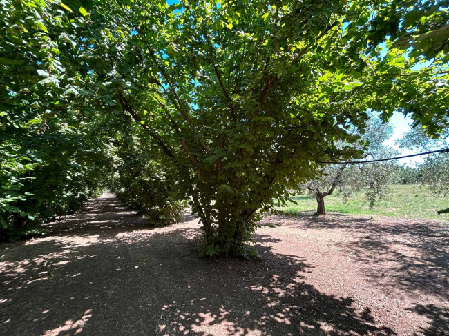 Terreno Agricolo in vendita a Vasanello