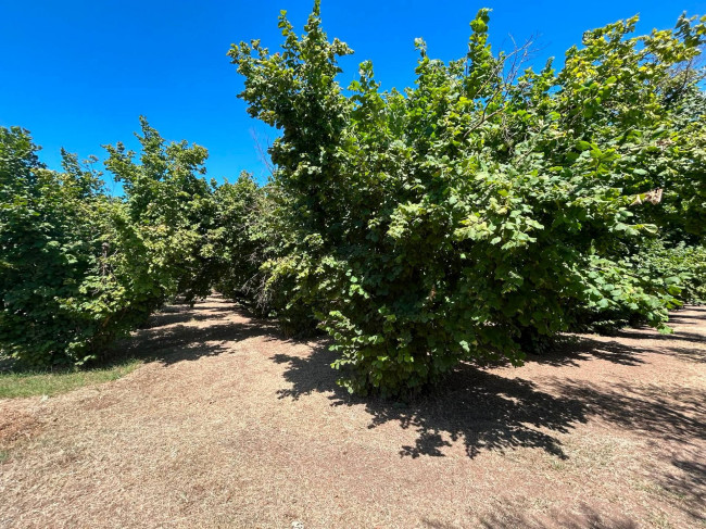 Terreno Agricolo in vendita a Vasanello