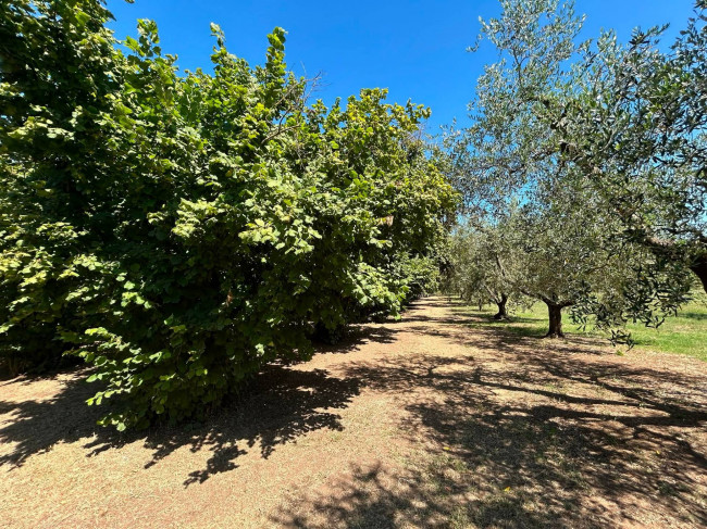 Terreno Agricolo in vendita a Vasanello