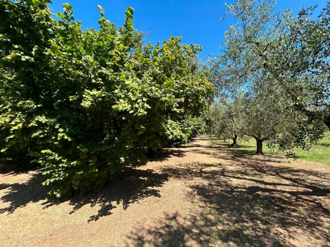 Terreno Agricolo in vendita a Vasanello