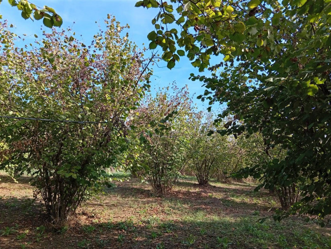 Agricultural Land for sale in Soriano nel Cimino