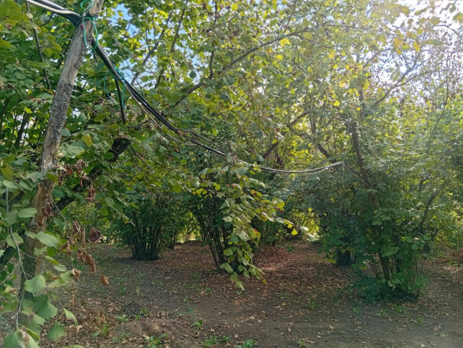 Agricultural Land for sale in Soriano nel Cimino