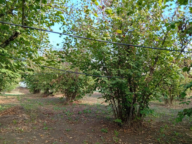 Agricultural Land for sale in Soriano nel Cimino