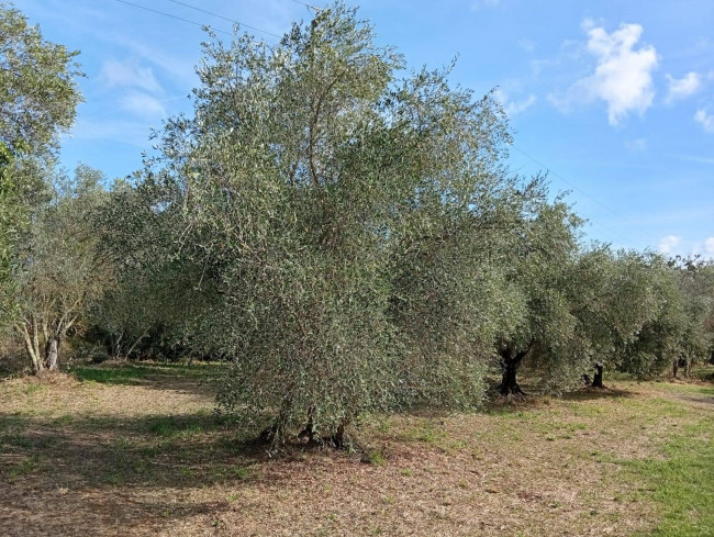 Agricultural Land for sale in Vignanello
