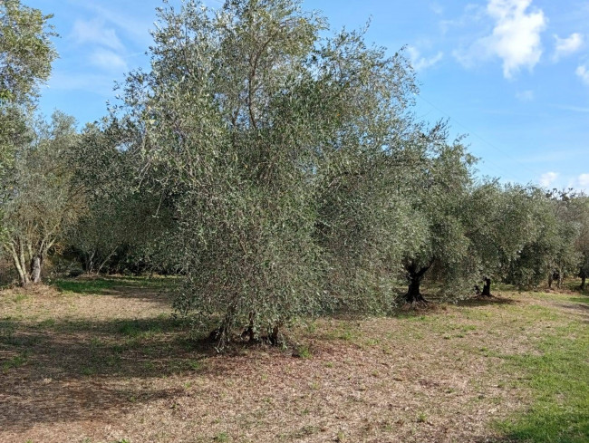 Agricultural Land for sale in Vignanello