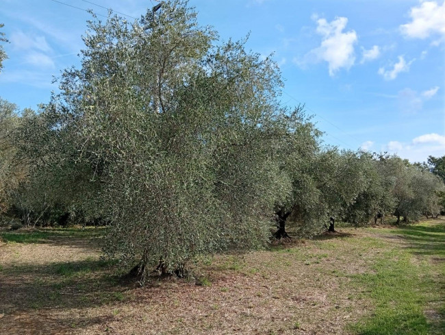 Agricultural Land for sale in Vignanello