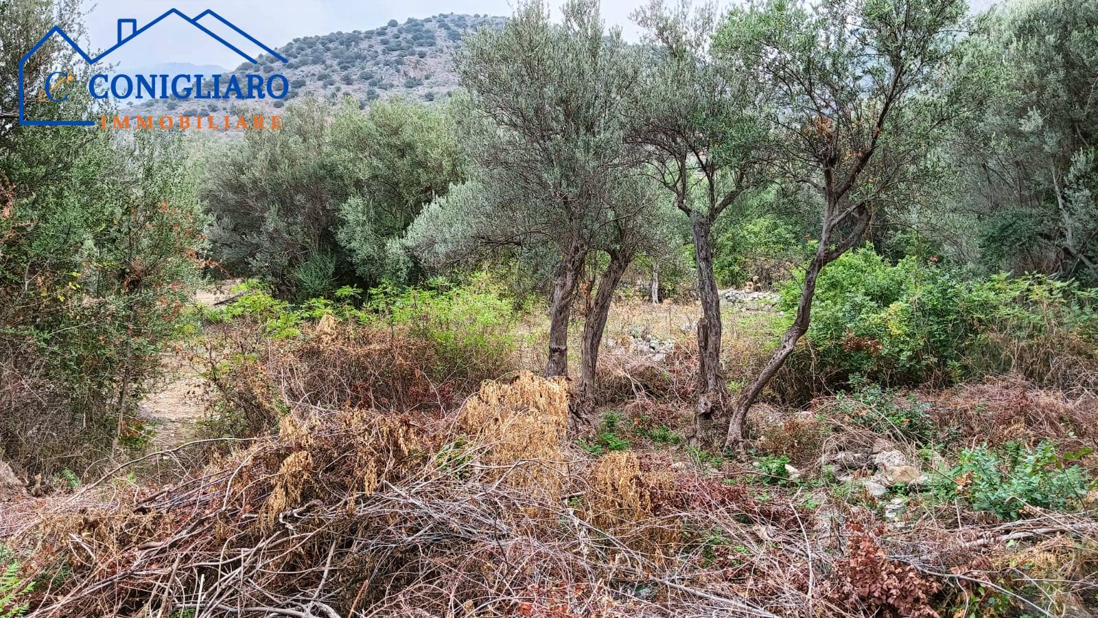 Terreno agricolo in vendita a Torretta (PA)