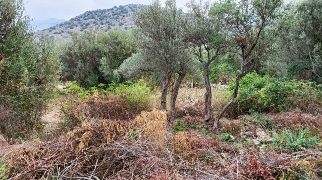 Terreno agricolo in vendita a Torretta (PA)