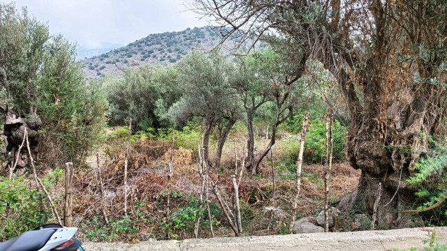 Terreno agricolo in vendita a Torretta (PA)