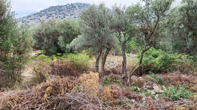 Terreno agricolo in vendita a Torretta (PA)