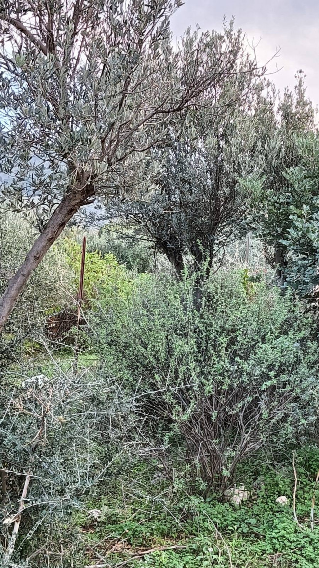 Terreno agricolo in vendita a Torretta (PA)