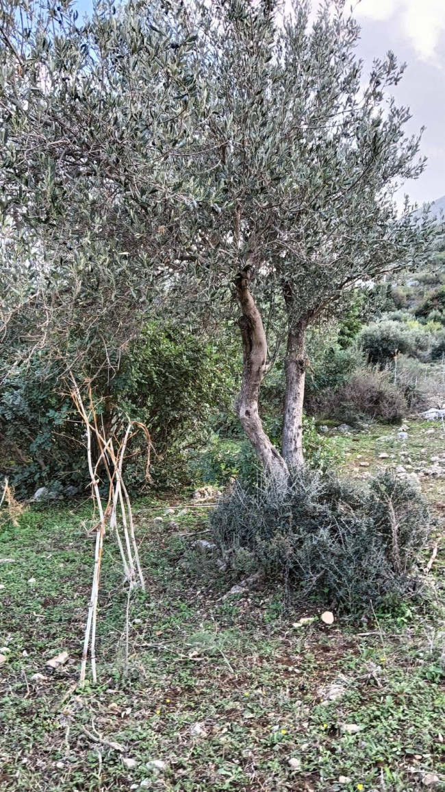 Terreno agricolo in vendita a Torretta (PA)