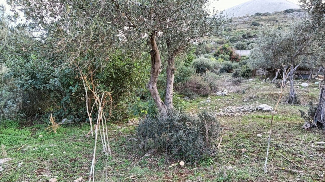 Terreno agricolo in vendita a Torretta (PA)