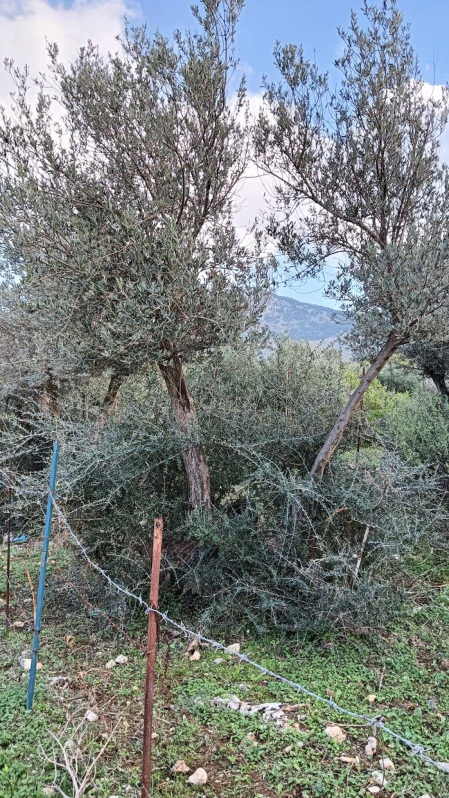 Terreno agricolo in vendita a Torretta (PA)