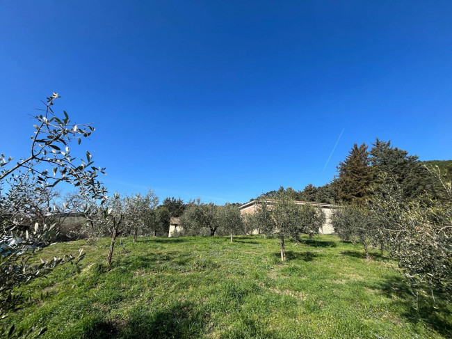 Terreno Agricolo in vendita a Collazzone