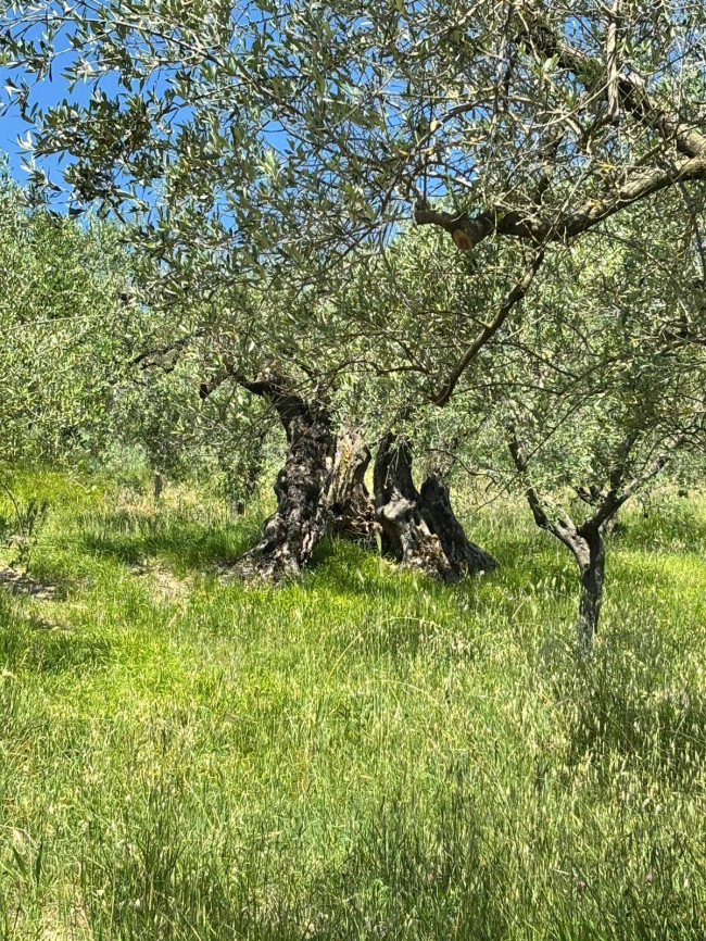  for sale in Perugia