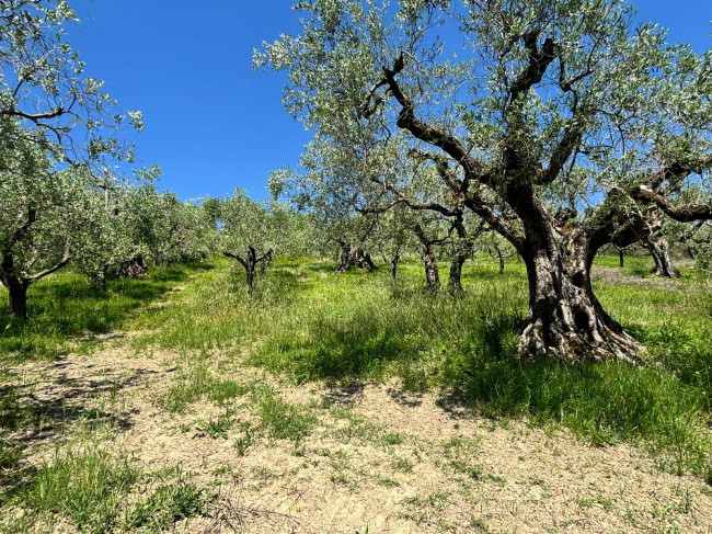  for sale in Perugia