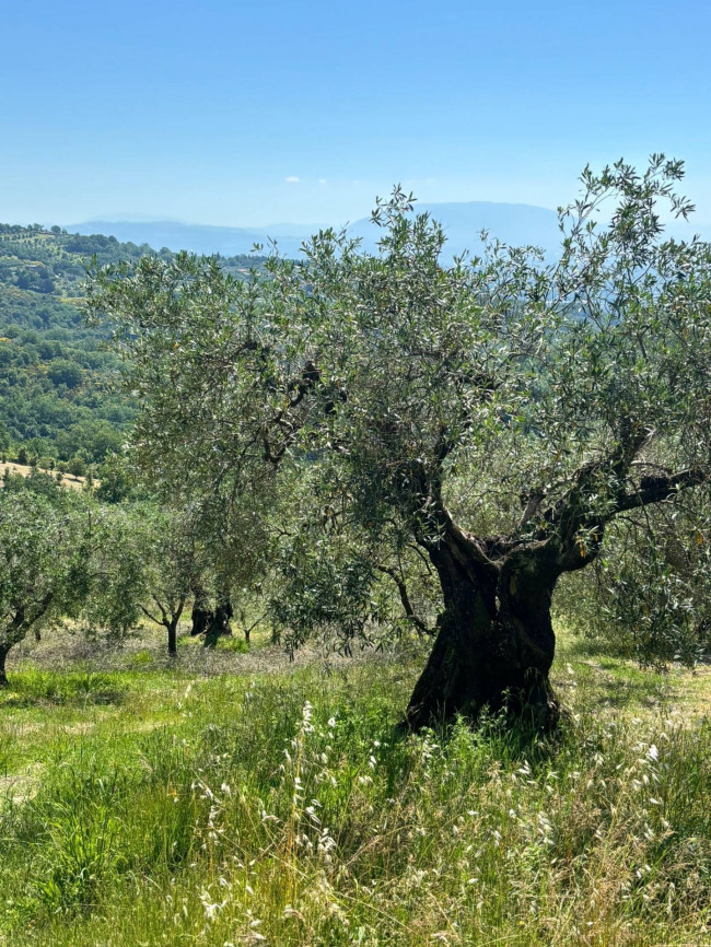  for sale in Perugia