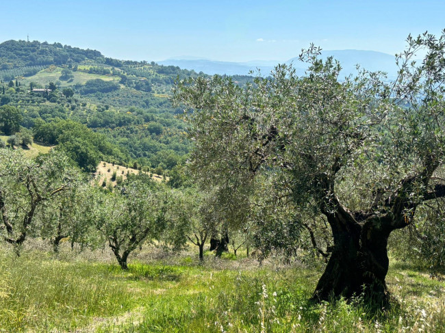  for sale in Perugia