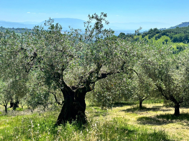  for sale in Perugia
