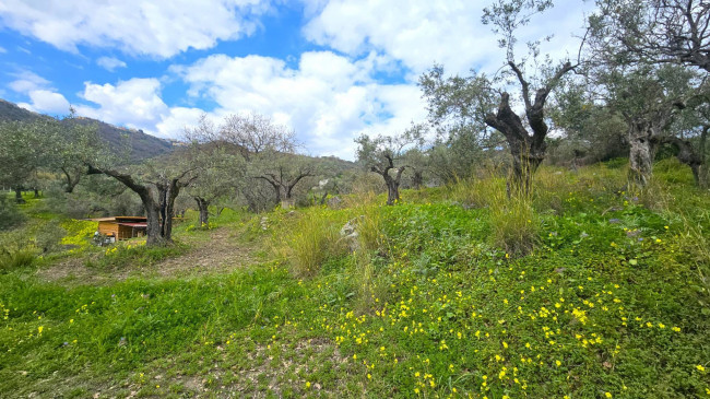 Terreno Agricolo in vendita a Montauro