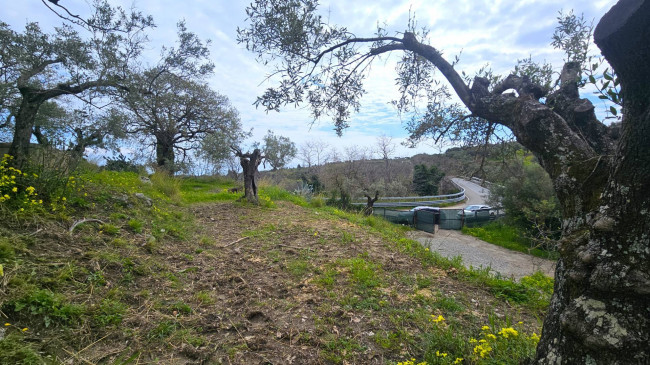 Terreno Agricolo in vendita a Montauro