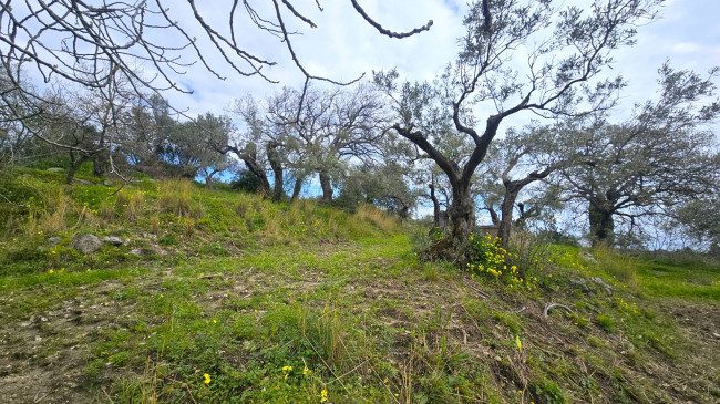 Terreno Agricolo in vendita a Montauro