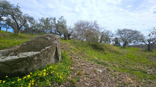 Terreno Agricolo in vendita a Montauro
