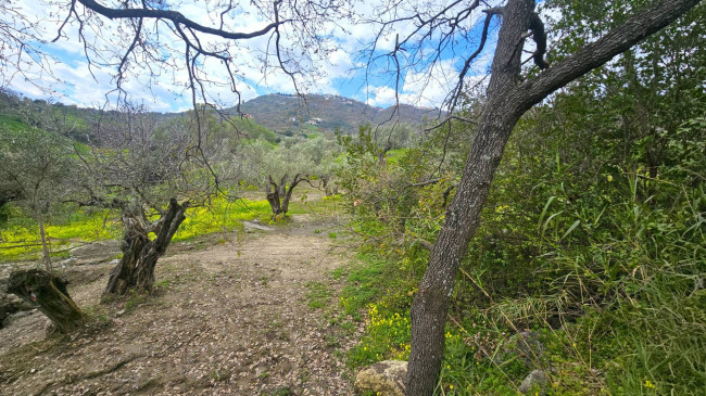 Terreno Agricolo in vendita a Montauro