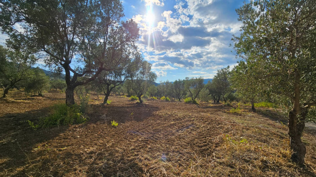Terreno Agricolo in vendita a Squillace