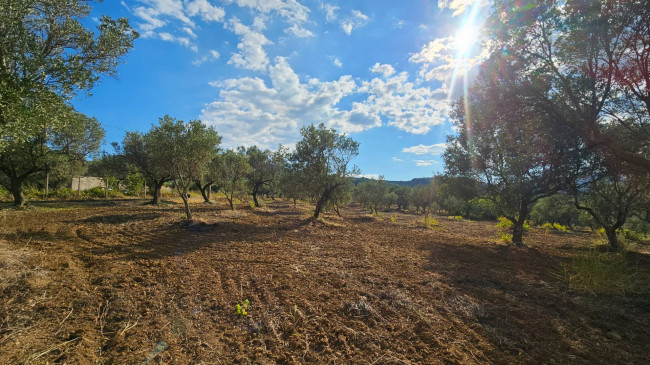 Terreno Agricolo in vendita a Squillace