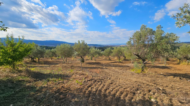 Terreno Agricolo in vendita a Squillace