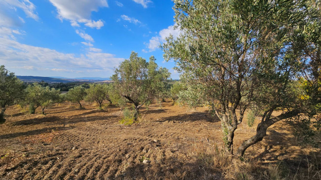 Terreno Agricolo in vendita a Squillace
