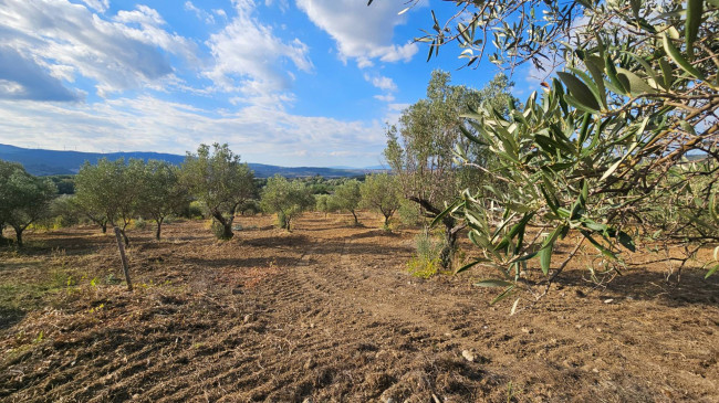 Terreno Agricolo in vendita a Squillace
