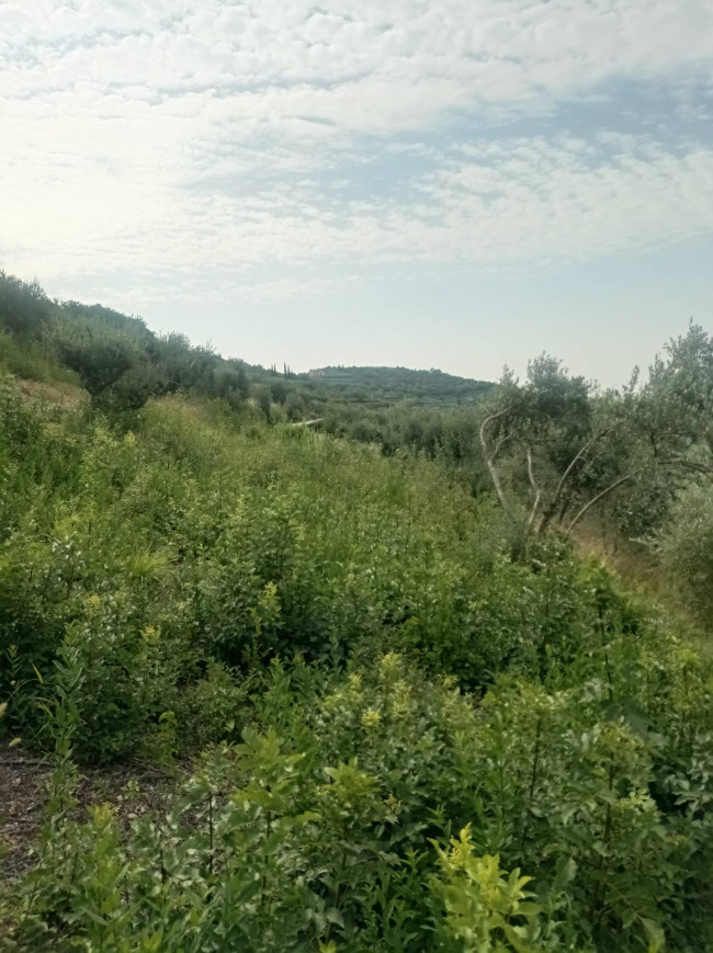 Terreno Agricolo in vendita a Verona